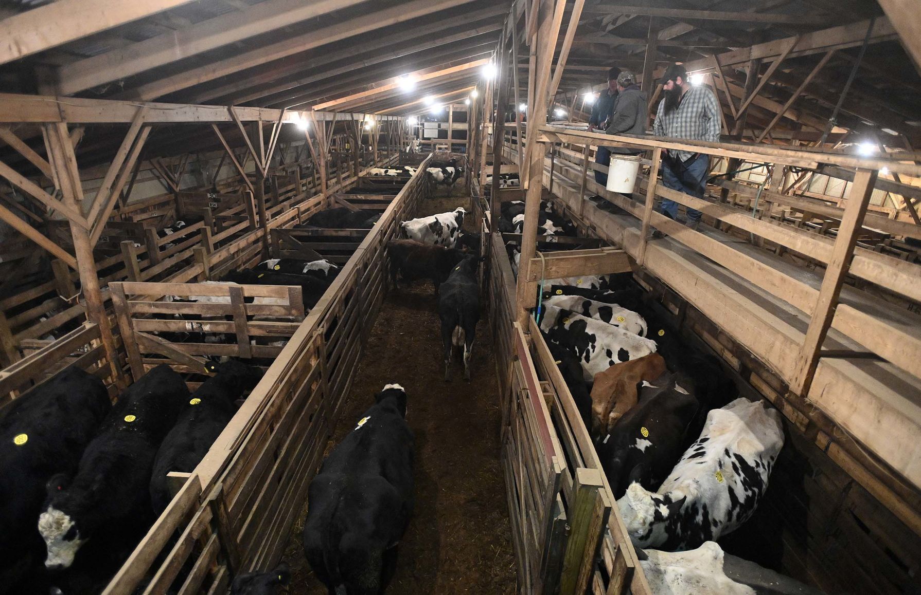 Carlisle Livestock Auction 22.JPG